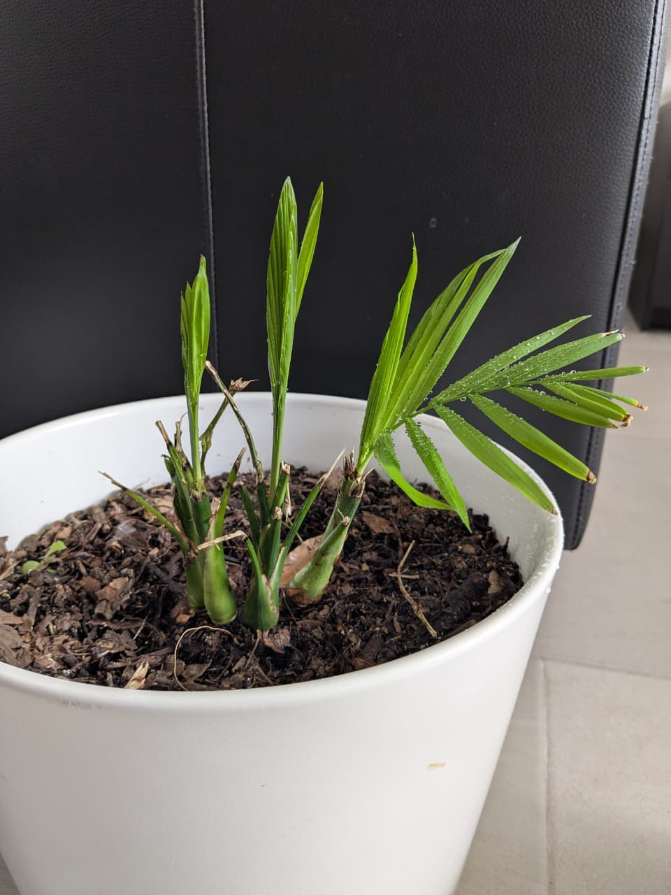Palmerita