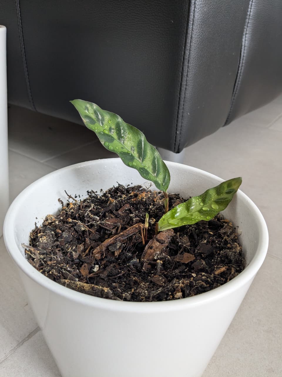 Calathea Pluma de Indio